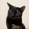 amylikescats
